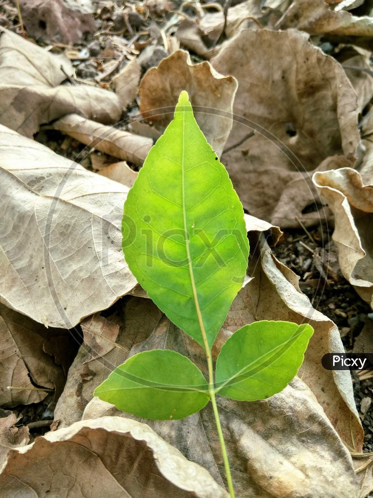 Bael leaf wallpaper ,Bael leaf,Bilva patra