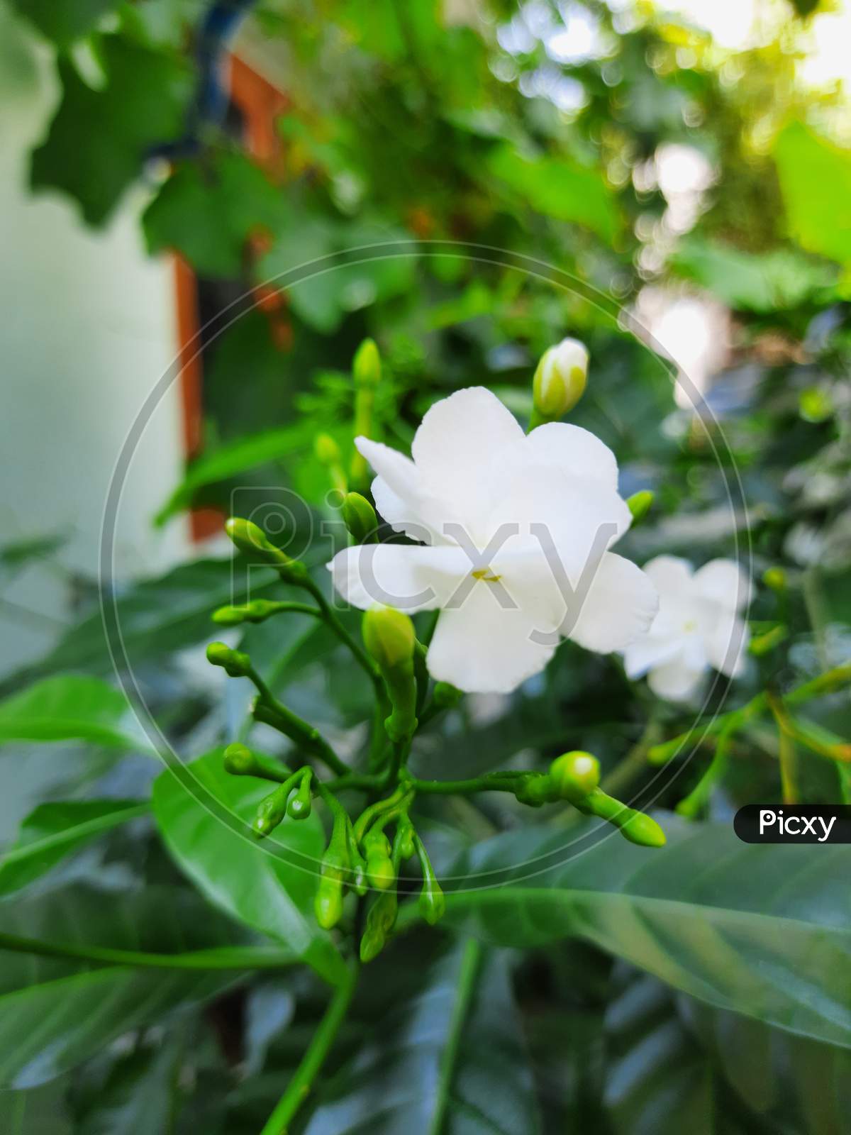 white Jasmine flower
