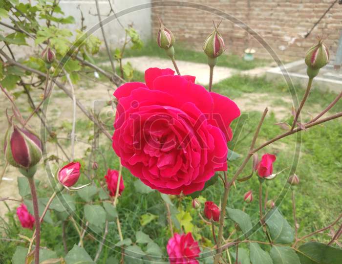 A rose flower and flower bud in spring season