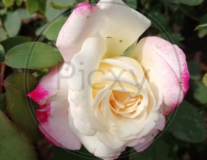 White rose with pink border close up view