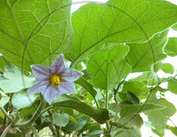 Brinjal flower,vagetable leave, eggplant