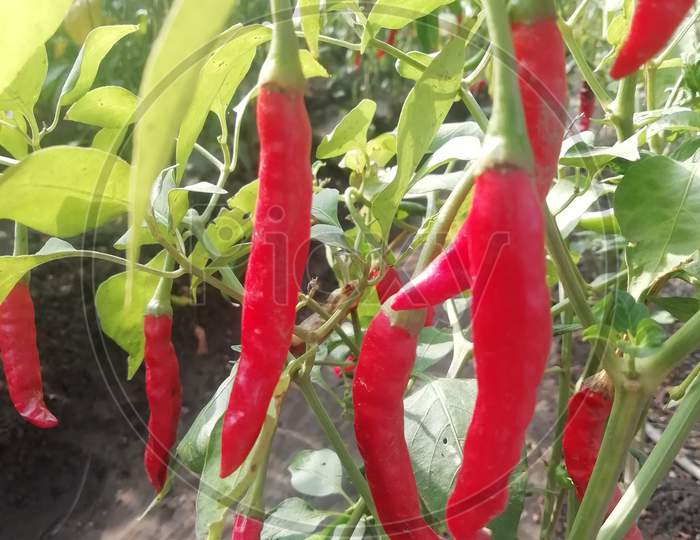Close up view of Red chilly