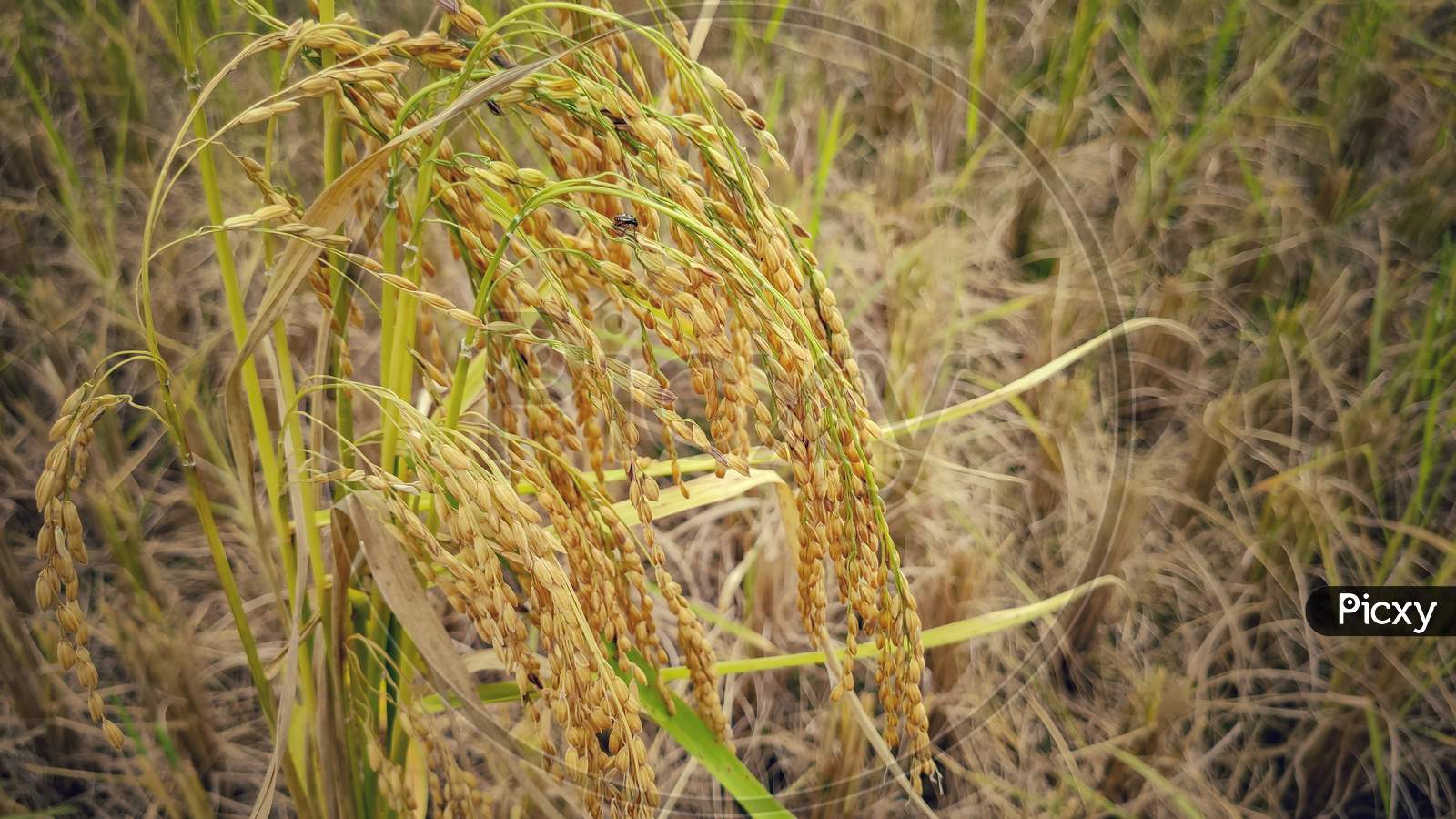 Bunch of golden paddy crop background