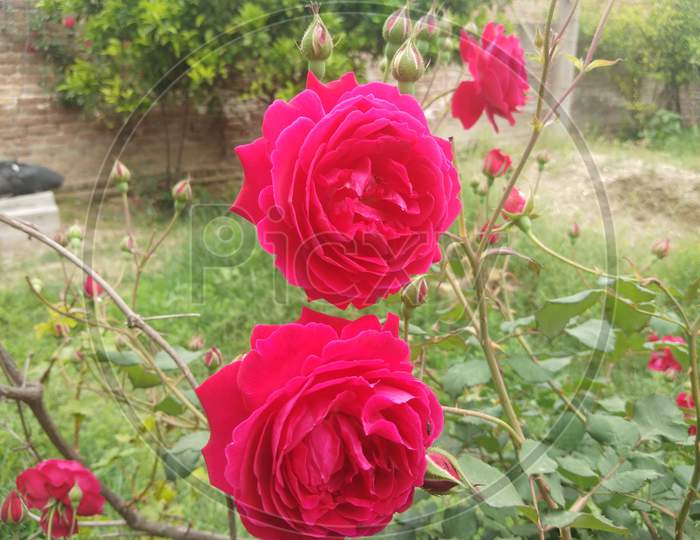 Pink rose flowers in spring season in home garden