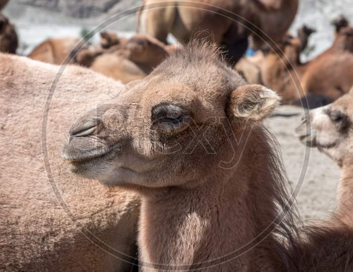 a baby bactrian camel or calve in Nubra valley, Ladakh, India