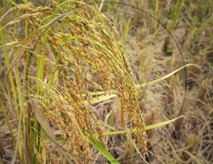 Bunch of golden paddy crop background