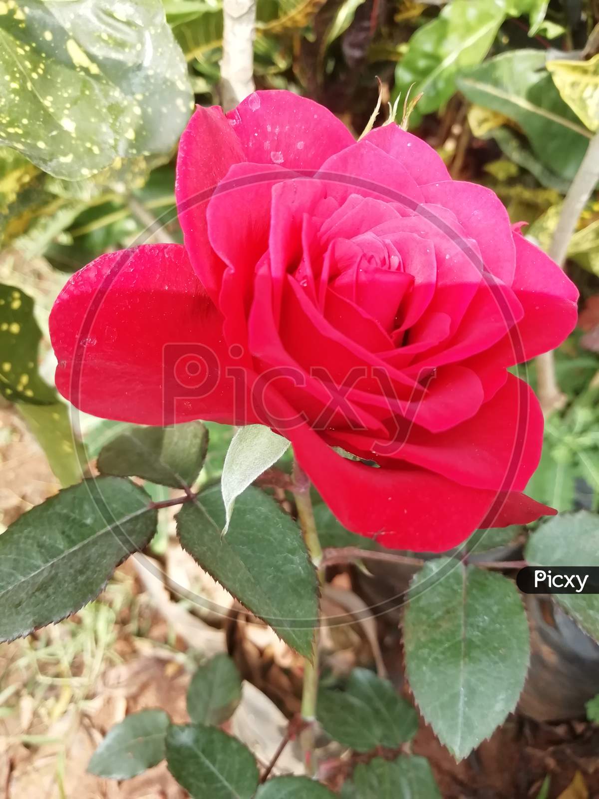 Rose flower in a close up view