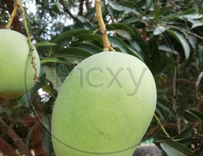 Raw mango close up on a tree