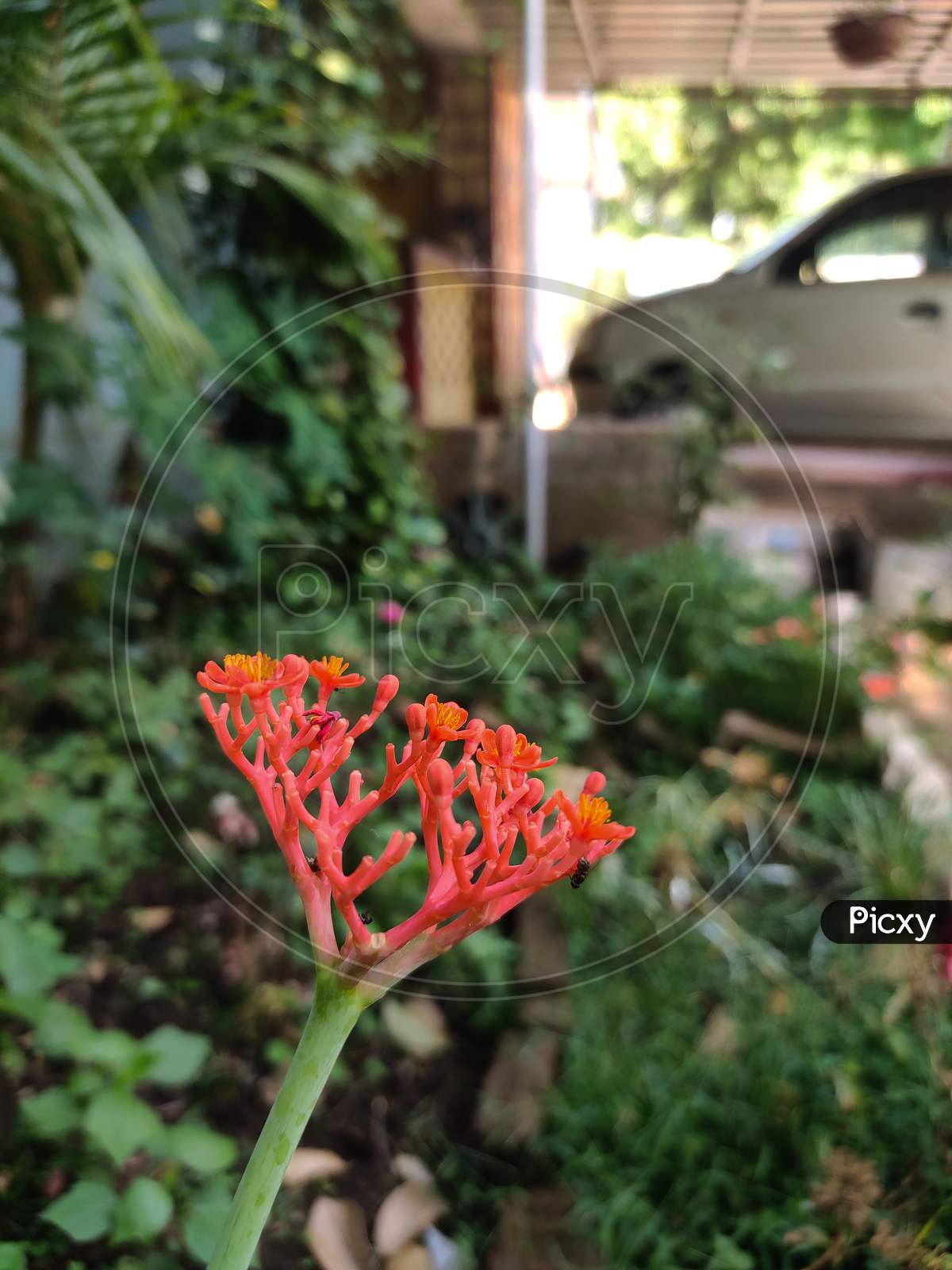 An  orange flower