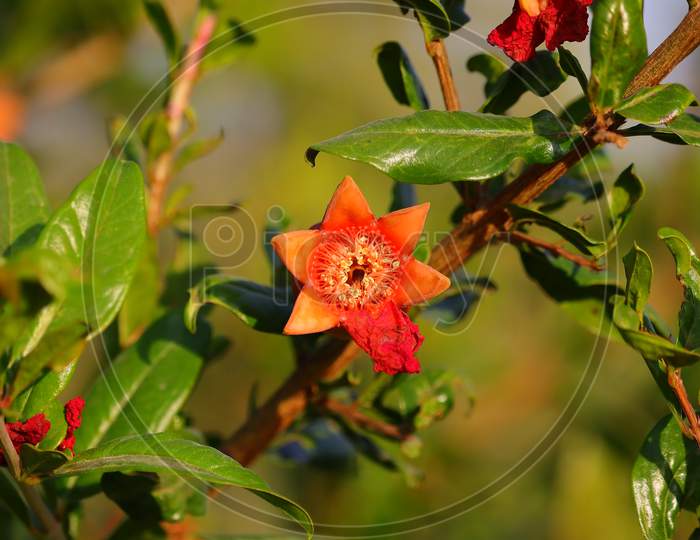 pomegranate flower blooming in spring, concept for agriculture or gardening