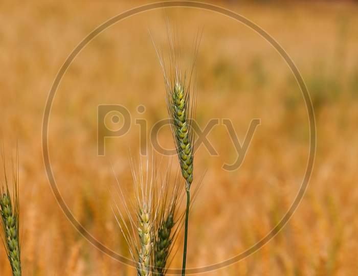 close up of ear of wheat blooming in agriculture field,  concept for agriculture or gardening