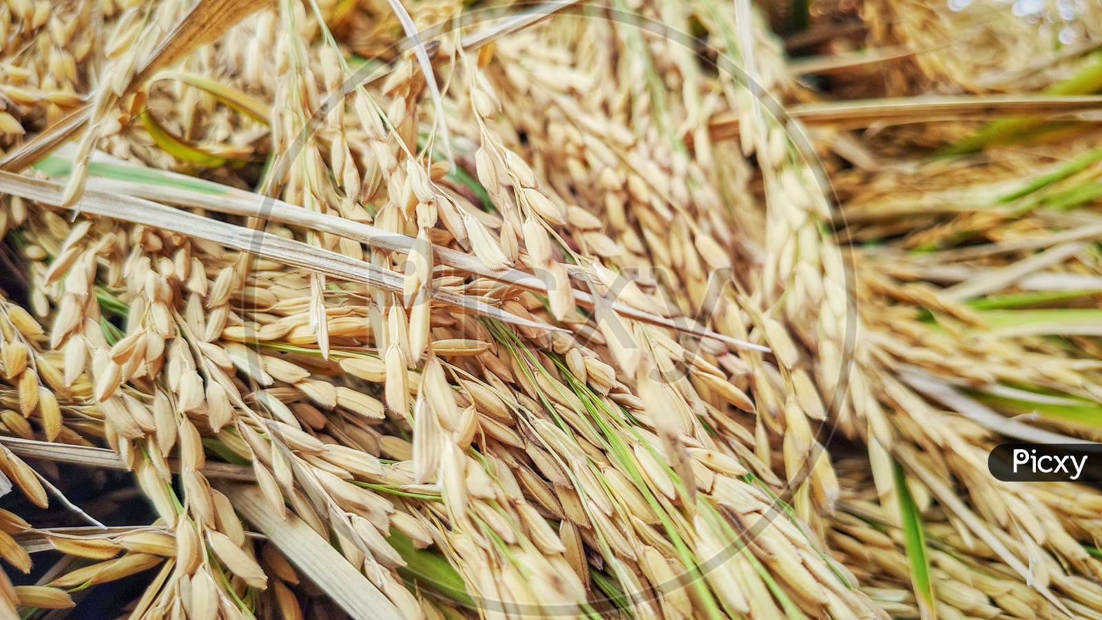 image of harvested paddy grain background
