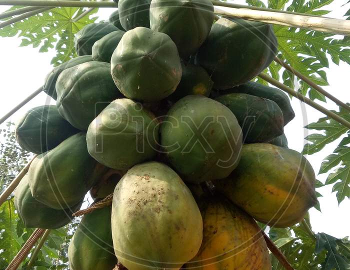 Papaya fruits