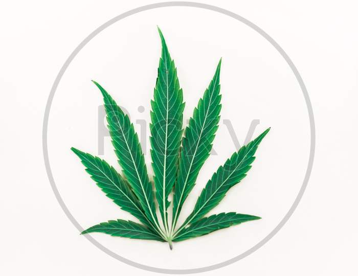 Hemp or cannabis leaf isolated on white background.top view flat lay
