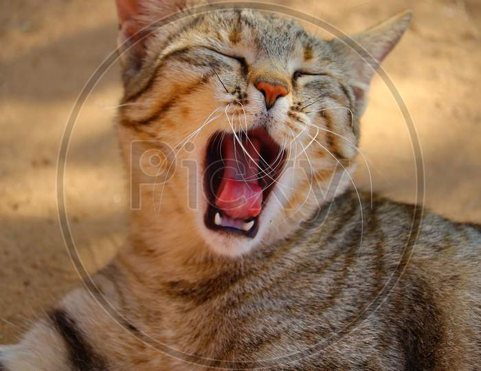 wild cat yawning in summer