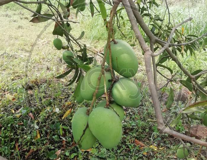 Bunch of raw mangoes on a mango tree