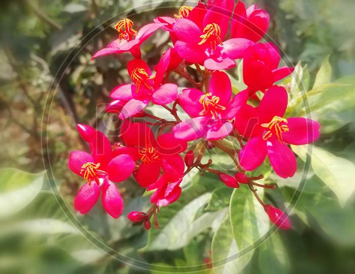 Cute Red colored flowers in a garden
