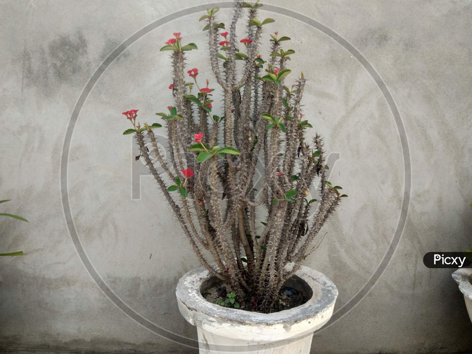 A thorny plant in a pot with red flowers on it, in spring season