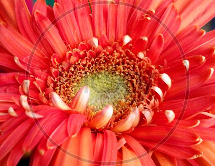 Transvaal Daisy flower