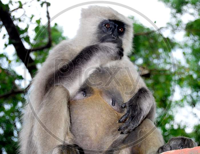 Indian Gray Langoor Monkey Sitting On Wall