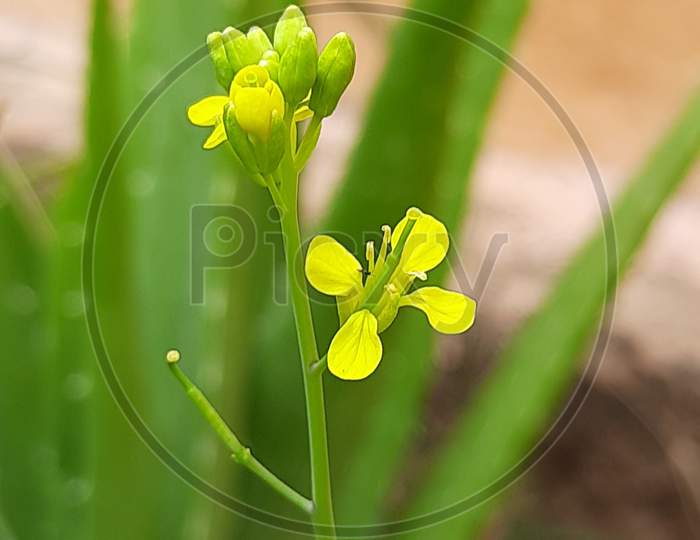 akergull (Mustard) plant