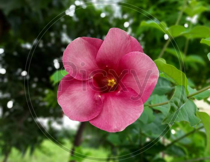 Allamanda blanchetii flower