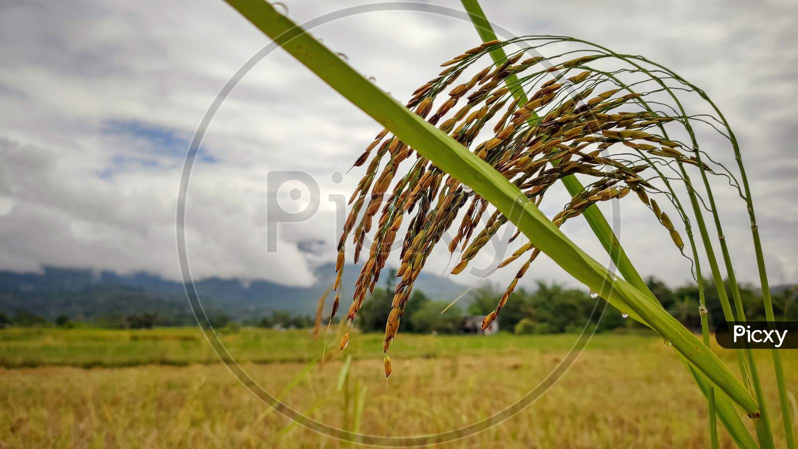 Bunch of golden paddy grain with field background