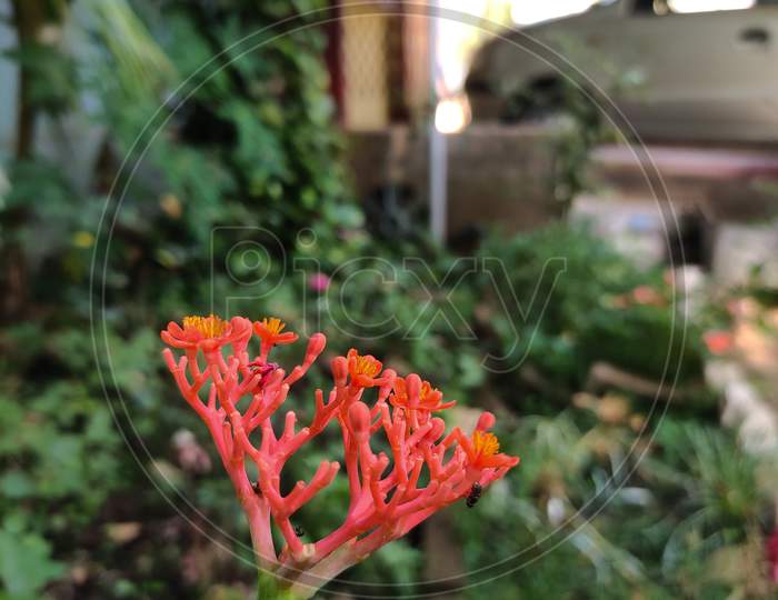 An  orange flower