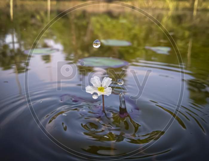 flower, water drop and the pond
