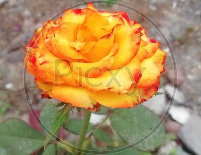 Golden yellow colored cute rose flower