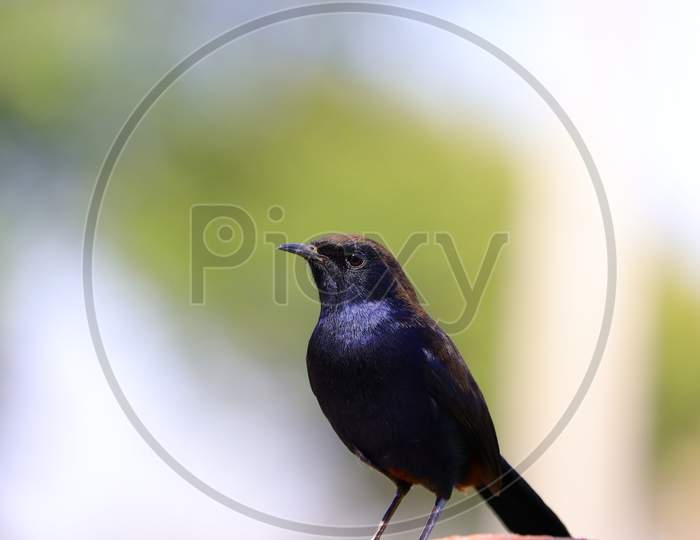 black backed Indian robin bird sitting in nature, bird watching