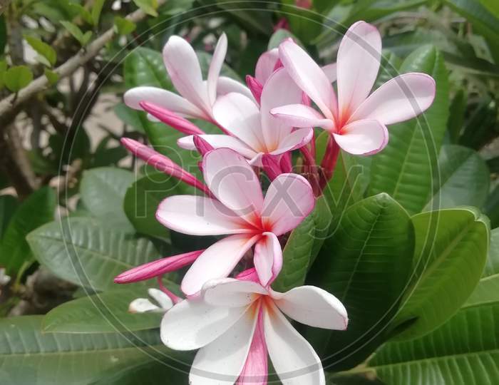 Frangipani flowers in a bright sunny day