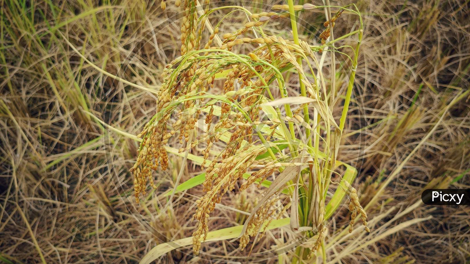 Bunch of mature paddy grain ready to be harvested in vintage background.