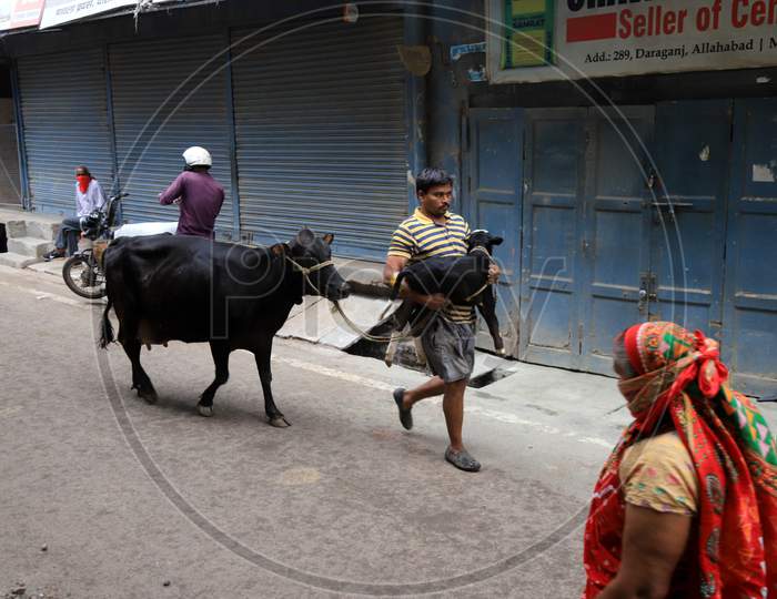 A Man With Cow Walk On The Road During A 21-Day Nationwide Lockdown To Slow The Spreading Of Coronavirus Disease (Covid-19) In Prayagraj, April 9, 2020.