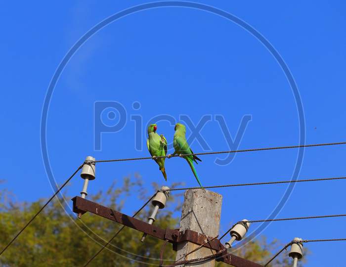 rose ringed parakeet or parrot couple on wire of electricity power, bird watching