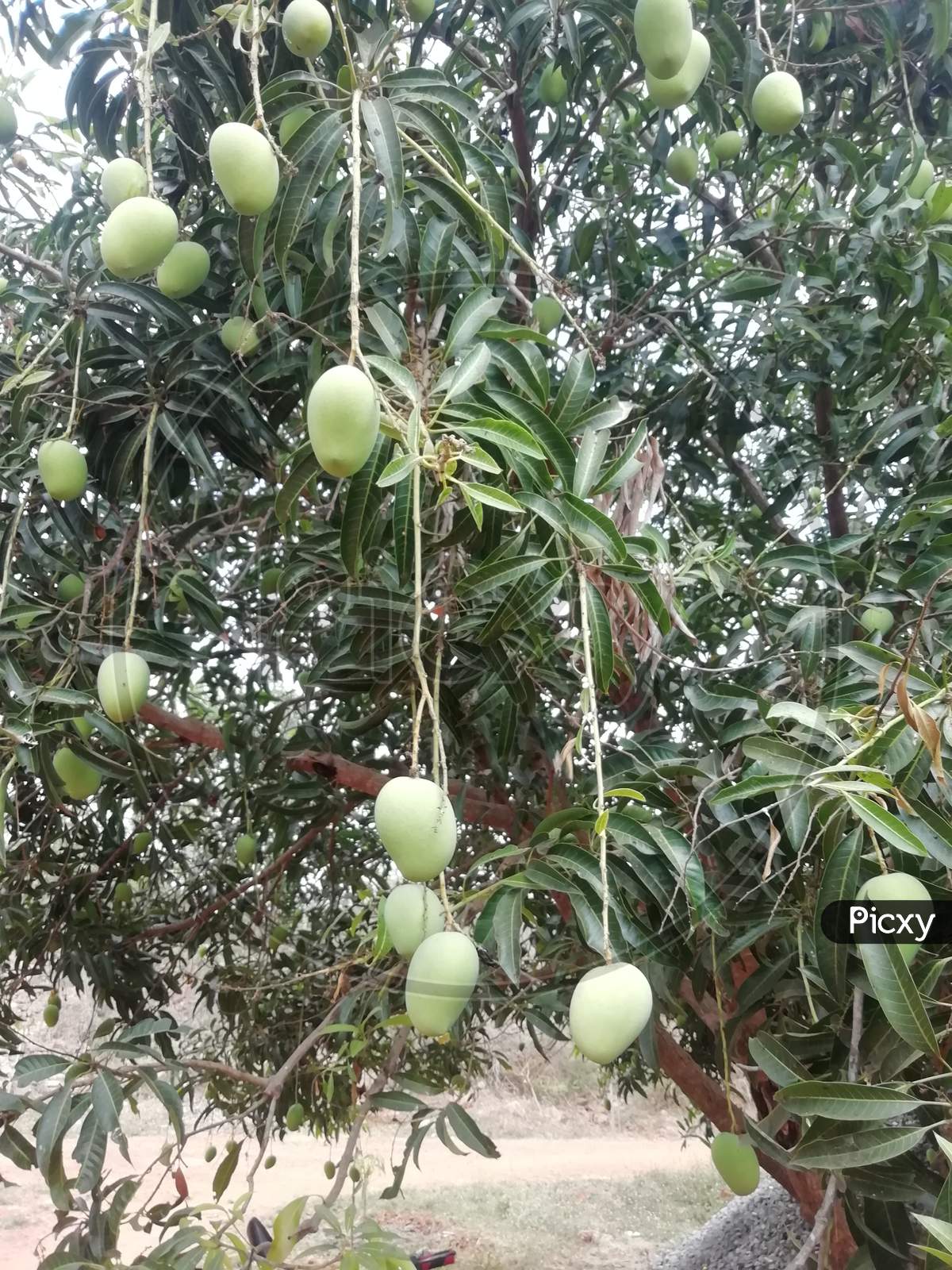 Plant of raw mangoes on a mango tree