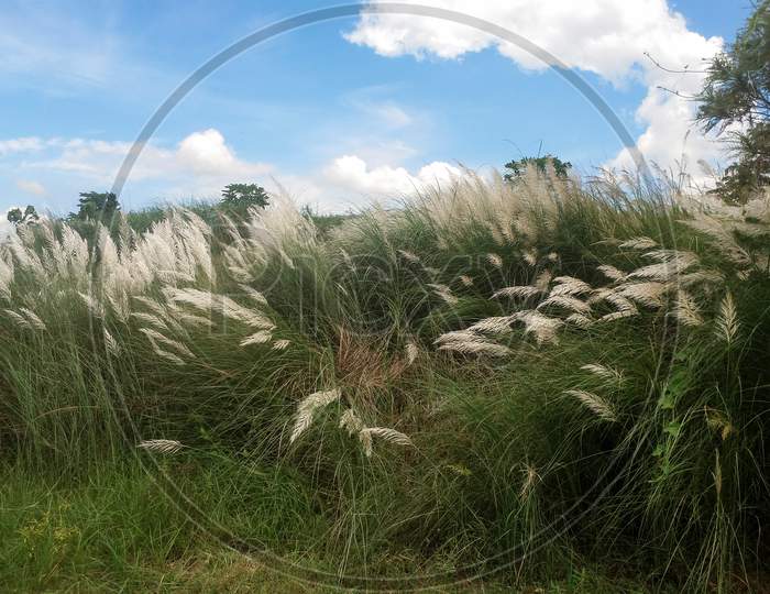 Beautiful white wild sugarcane Kash or Kans grass in India West
