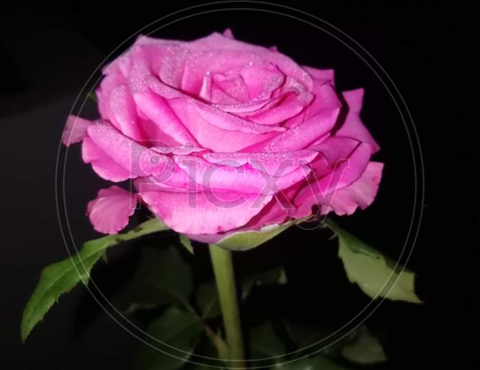Close of view of a beautiful Rose flower