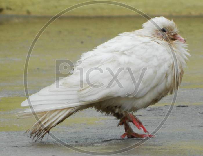 A Beautiful White Pigeon Walking on Water And Feeling Cold