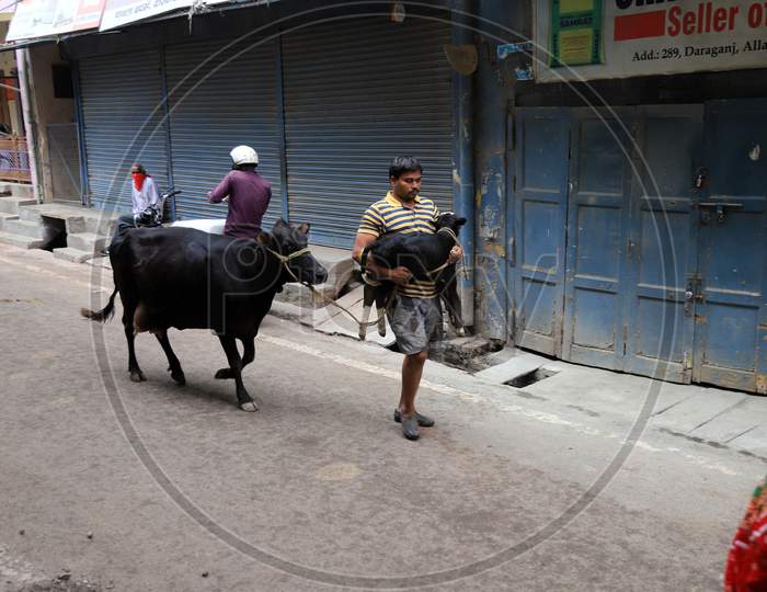 A Man With Cow Walk On The Road During A 21-Day Nationwide Lockdown To Slow The Spreading Of Coronavirus Disease (Covid-19) In Prayagraj, April 9, 2020