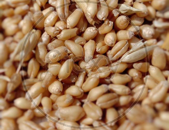 image of an important grain from indian subcontinent called wheat.
