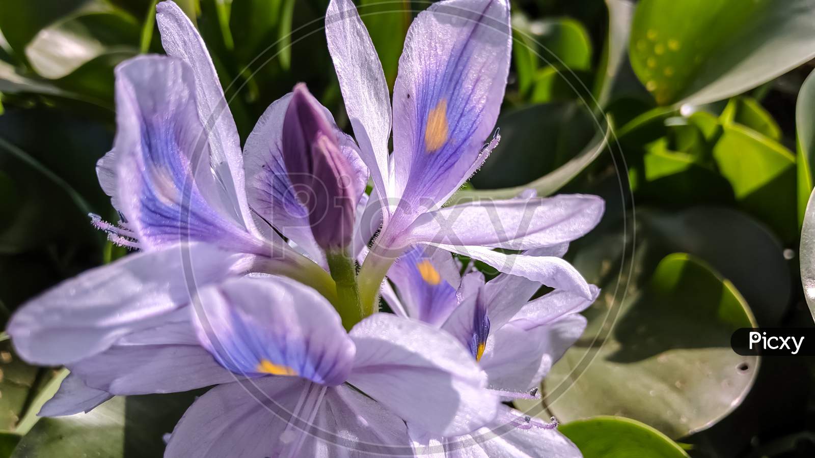 Common water hyacinth flower