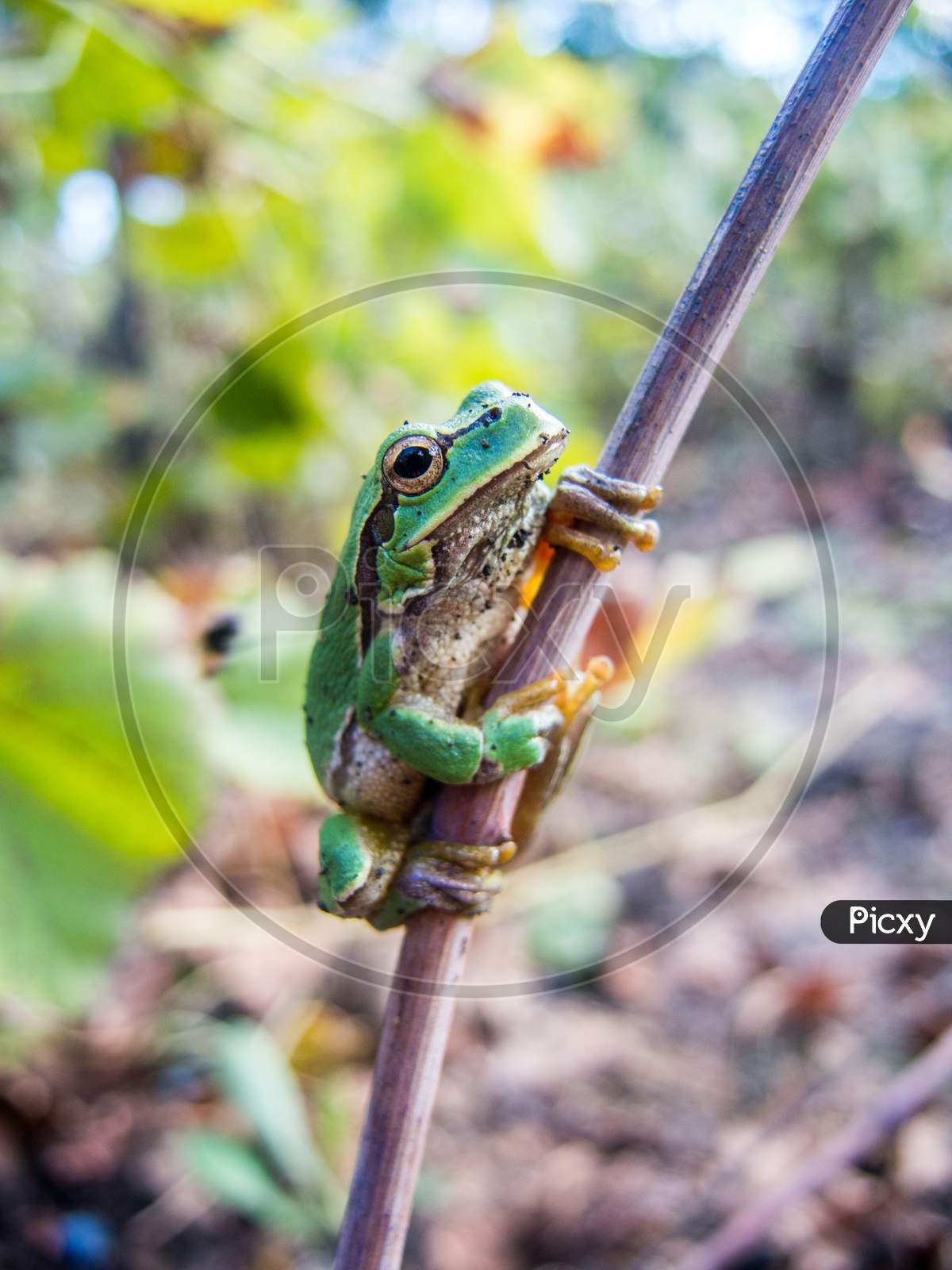 small green frog hidden on a vine leaf