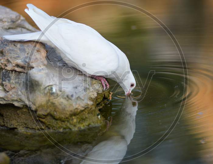 Quenching Thirst, Symbol Of Peace, Dove drking in Lake