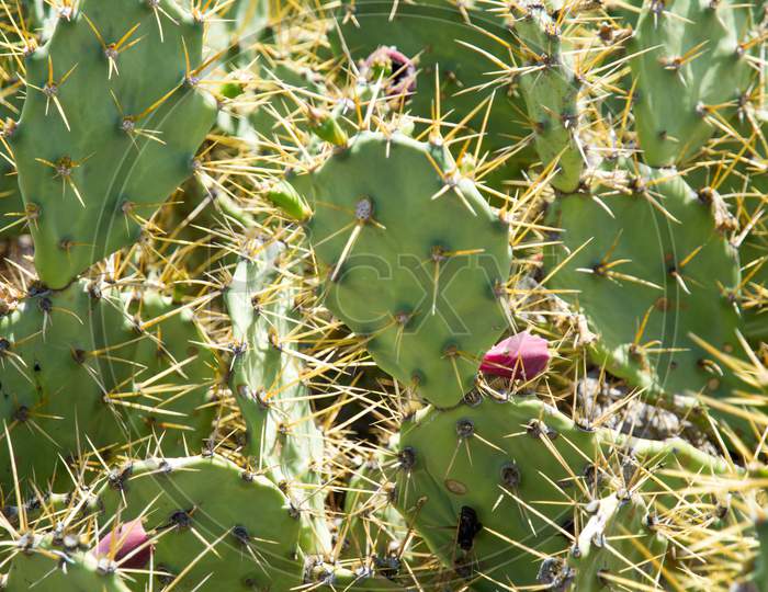 cactus plant details with beautiful blossoming flowers