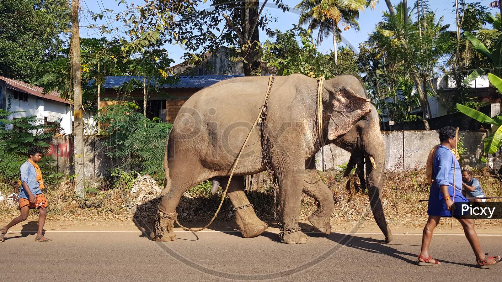 Two men walking with a domesticated Asian elephant on the road