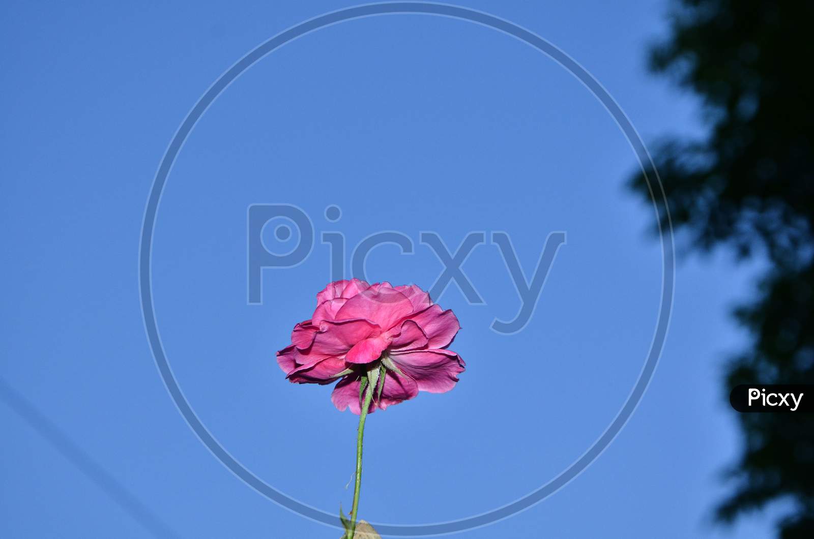 Rose Flower in Blue Sky India