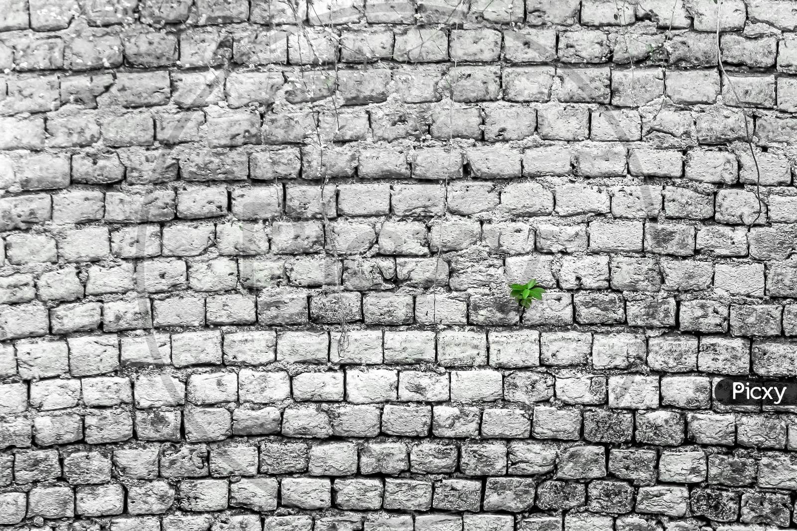 Image Of White Brick Wall With Little Plant Background Of White Brick Wall Pattern Texture Seamless Texture Old Brick Wall Gb Picxy