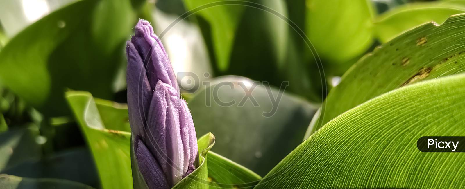 Flower bud of common water hyacinth