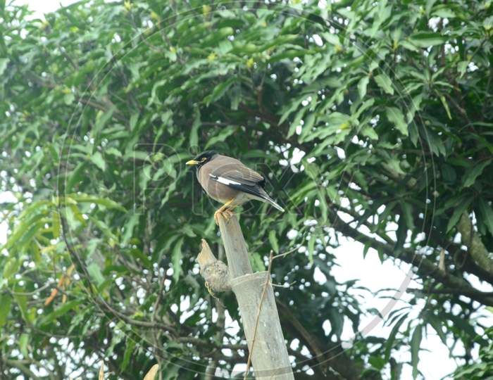 Bird on Branch of Tree Himachal Pradesh India
